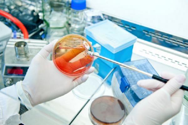 Какие возможности открывает генетика для современных промышленных биотехнологий