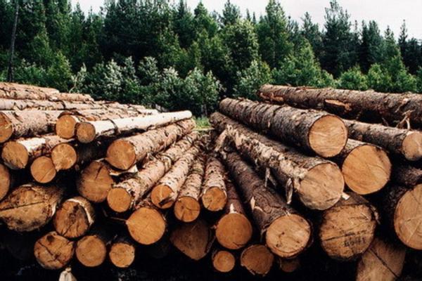 В Евросоюзе разгорается острая дискуссия по вопросам реализации новой лесной стратегии