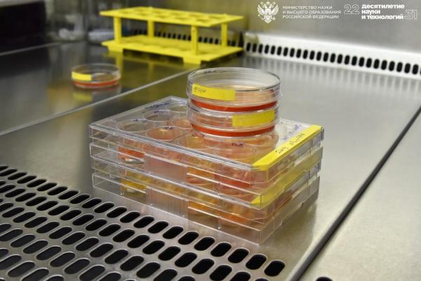 Новый способ оценки эффективности терапии рака предложили ученые