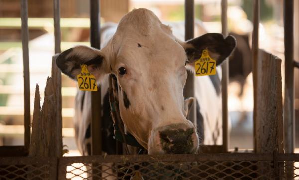 В Европе отмечается падеж крупного рогатого скота из-за применения ингибиторов метана