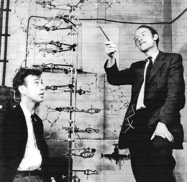 Весной 1953 года Фрэнсис Крик, Джеймс Уотсон и Морис Уилкинс расшифровали структуру молекулы ДНК