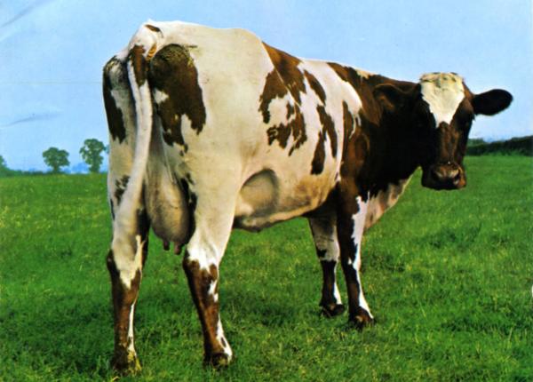 Радикальные борцы с глобальным потеплением против тех, кто ест мясо