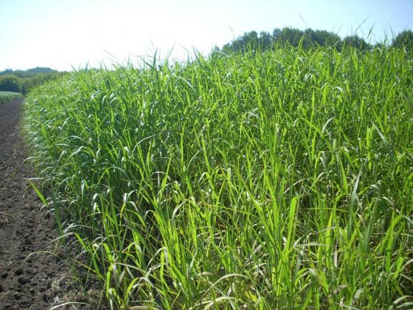 Новосибирские ученые предлагают современные технологии переработки непищевого растительного сырья