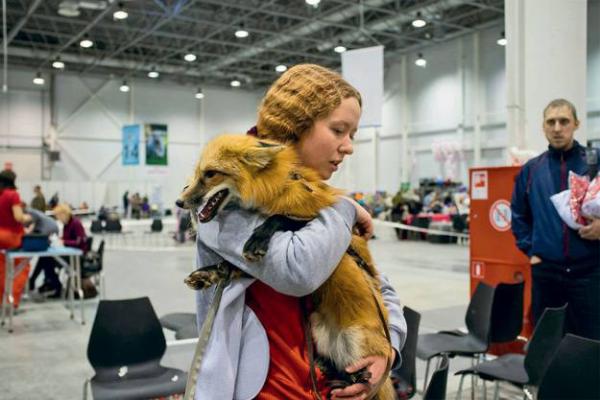 Мода на рыжих. Зачем ученые лис приручили