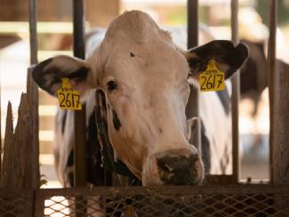 В Европе отмечается падеж крупного рогатого скота из-за применения ингибиторов метана