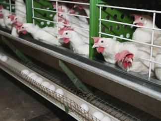 Мэрия Новосибирска, во избежание роста цен на мясные продукты, усаживает за стол переговоров производителей и ритейлеров